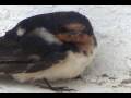 Barn Swallow, Golondrina Tijereta (Hirundo rustica)