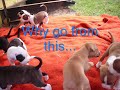 Breed Specific Legislation