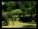 Elephant Show / Eagle Under The Sea Elephant Show / Eagle Under The Sea