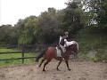 Eventing Pony - The Billo Eventing Pony - The Billo