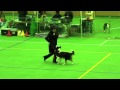 Caninefreestyle demo at Woof with Dono