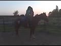 For Sale Well Broke Kids Horse, $2,200 or Make Offer