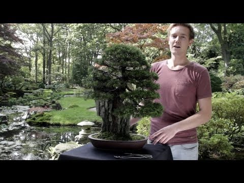 how to care for a juniper bonsai tree