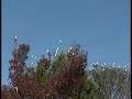 Bare Eyed Cockatoos in the Wild