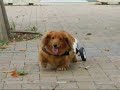 下半身麻痺の犬、名前はバロン、車椅子を装着して、頑張る姿の写真に音楽を取り入れました。