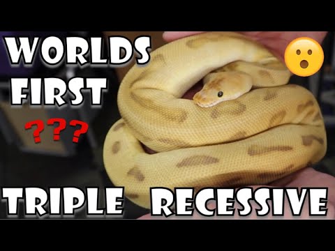 YouTube reptile video