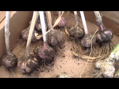 how to harvest elephant garlic