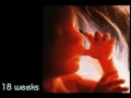 Pro-life Anti-Abortion Video (Development of the Unborn Baby)