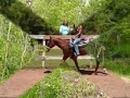 2 yo appaloosa filly 2 yo appaloosa filly