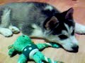 Little siberian husky