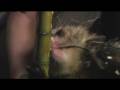 AYE-AYE at DUKE LEMUR CENTER