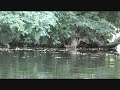 Sneaky Raccoon Wading Along Shoreline