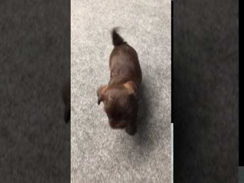 Video Finnley walking