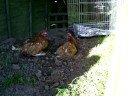 My ex batt hens My ex batt hens