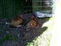 My ex batt hens