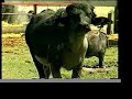La produzione della mozzarella di Bufala, Salerno - Italy