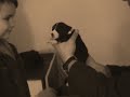 Peggy Sue - Border Collie (with four days!)