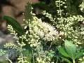 Bloomer's Summer Plants