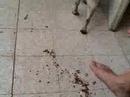 throw-puppy-off-a-cliff-.html
