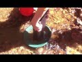 Homemade Gold Trap Sluice in action