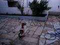 videos de Epagneul Breton com 6 meses