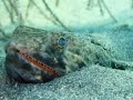 The best Caribbean Diving St. Vincent and the Grenadines The best Caribbean Diving St. Vincent and the Grenadines