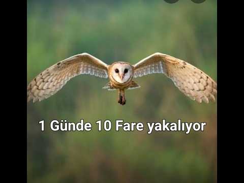 TVİVO TV