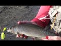 Big Arctic Grayling