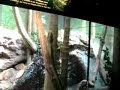 Toranga Zoo Boa Toranga Zoo Boa