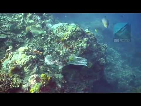 Underwater video of the dive site "Coral Garden" in Pandan Island, Mindoro, Philippines. Edited with