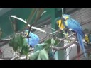Macaws Love Their New Home