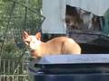 Polk-County-Rescue-8