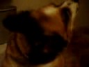 My Pets My Pets