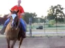 horse