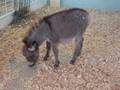 videos de A Day at the State Fair of Texas