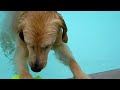 Herky Swims