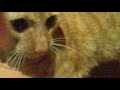 21122009001.mp4