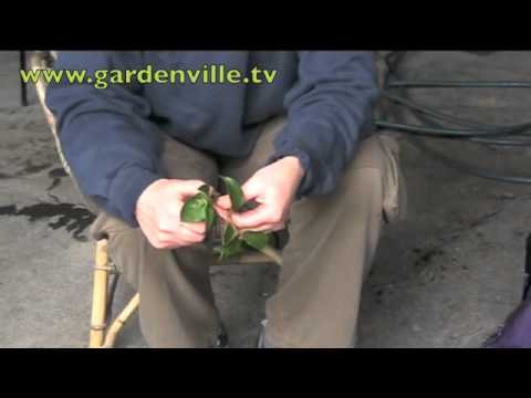 how to harvest fuchsia seeds