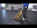 videos de Fronts