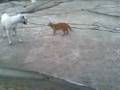videos de zury V.S kiRri