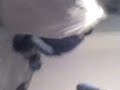 paco 1