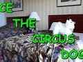 CIRCUS DOG ICE
