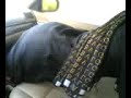 Halal niqab booty seduction Halal niqab booty seduction