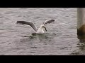 Fiskmås sväljer en hel ål! Seagull swallows a huge eel completly! insane, crasy, look at his neck Fiskmås sväljer en hel ål! Seagull swallows a huge eel completly! insane, crasy, look at his neck