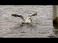 Fiskmås sväljer en hel ål! Seagull swallows a huge eel completly! insane, crasy, look at his neck