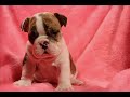 bulldog ingles