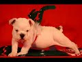bulldog ingles