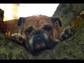 bulldog ingles