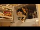 FROZEN CAT FROZEN CAT