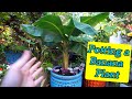 Best Soil For Banana Tree In Pot